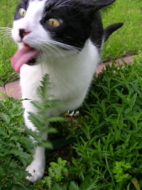 Userbild von cheshirecat